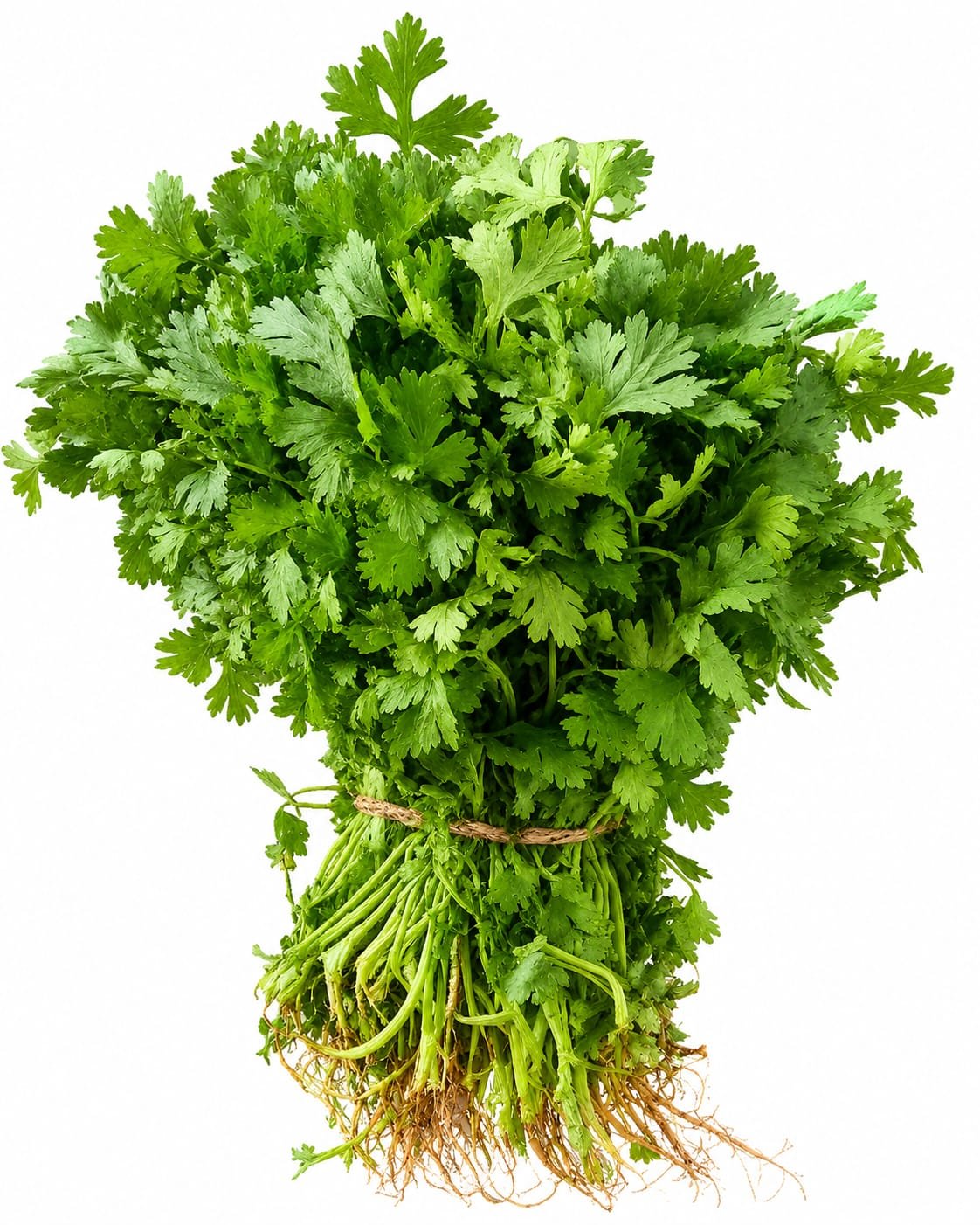 Kothamalli (Coriander)(கொத்தமல்லி)