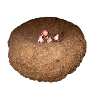 Elephant Yam (கருணை கிழங்கு)