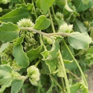 kumitti-keerai-1pcs